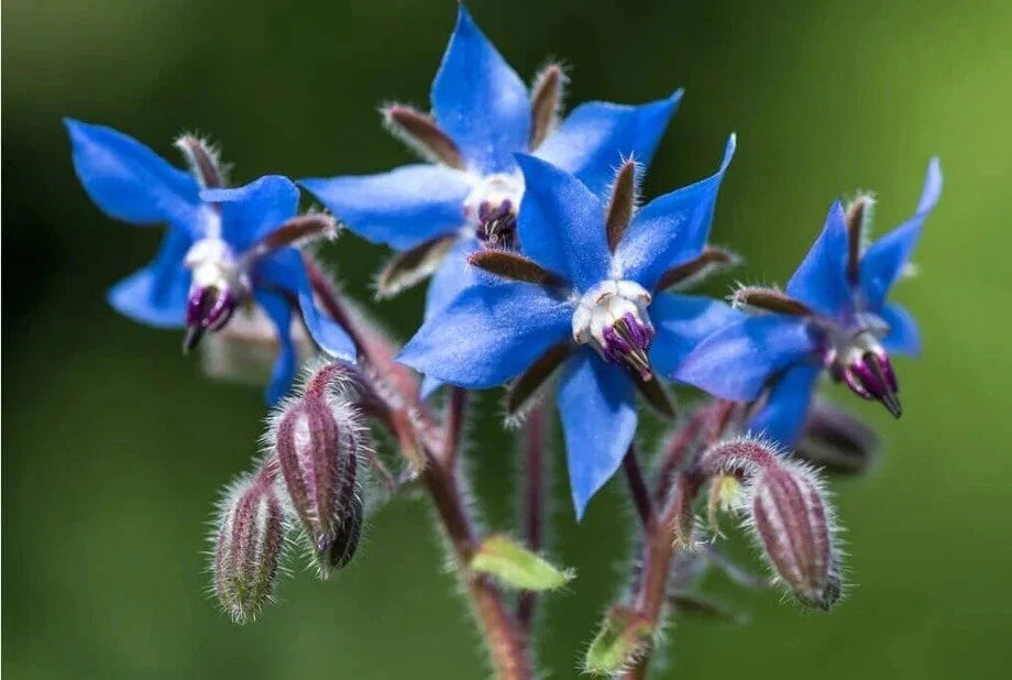 Borage Seeds - Non-GMO, 50+ Pack, Borago officinalis, Herb Garden, Pest Repellent, Blue Starflower Seeds, USA