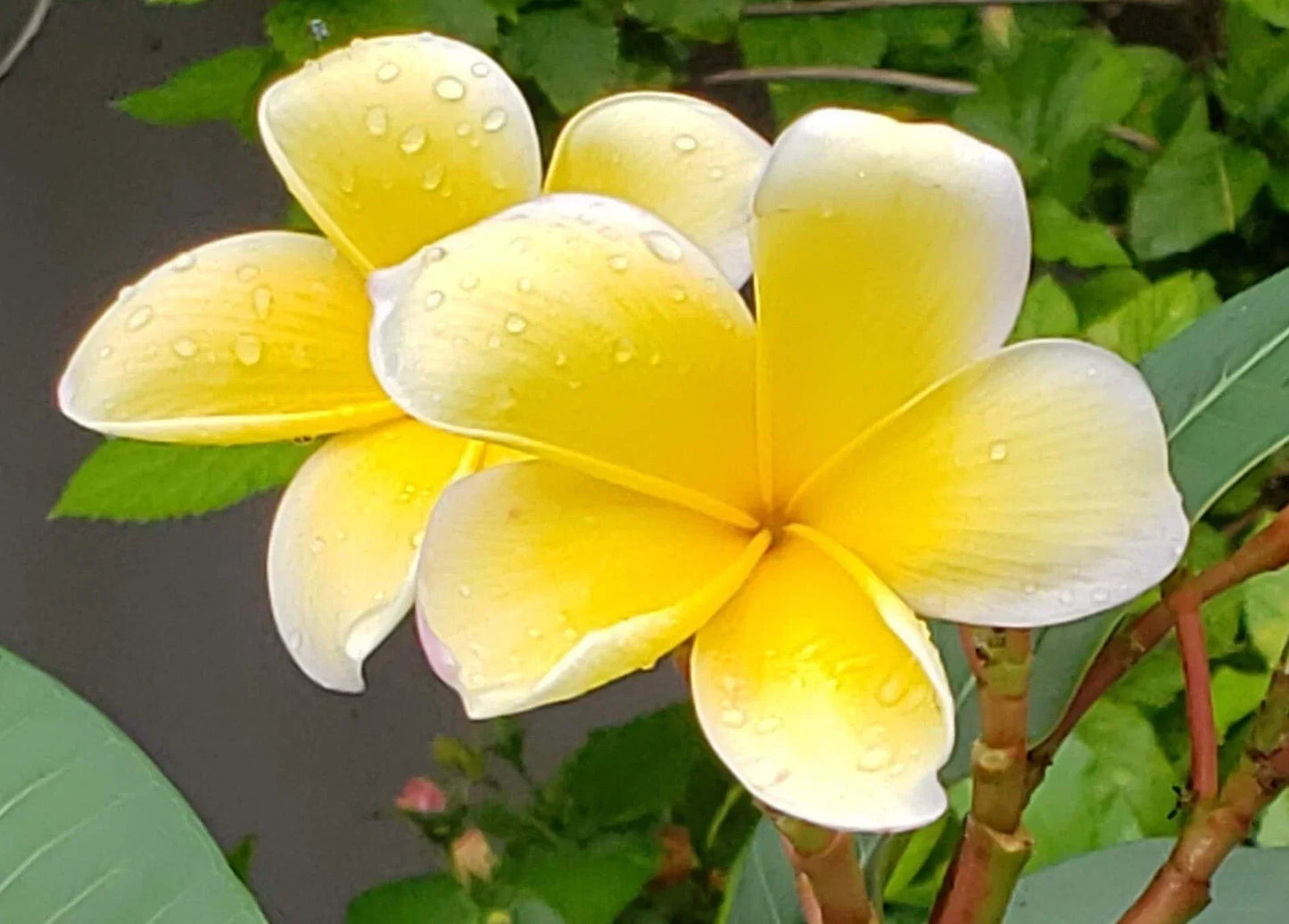 Yellow Plumeria Cuttings - Frangipani Plant Cuttings for Tropical Gardening