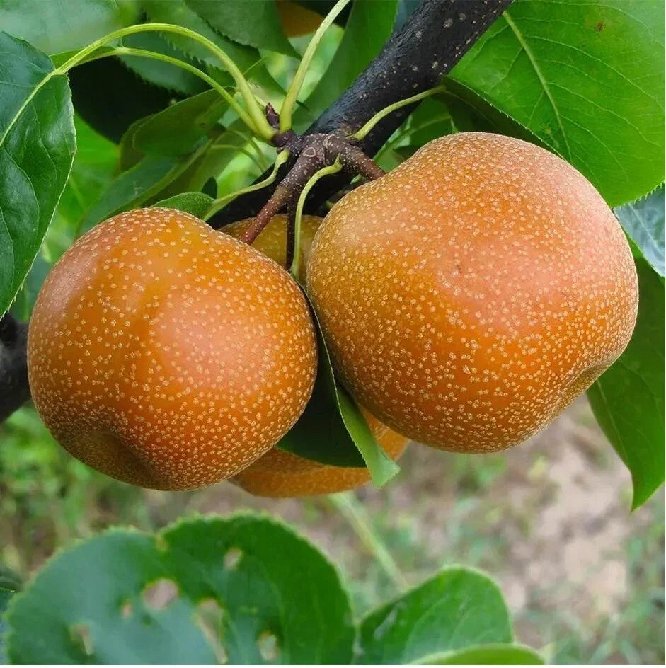 Sand Pear Fruit Tree Seeds 10 Pyrus pyrifolia Asian Edible Juicy Pears for Home Gardens