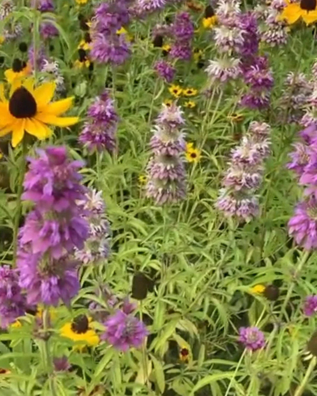 Purple & Pink Lemon Mint BeeBalm Herb Seeds – Monarda citriodora, 200+ Seeds for Garden, Attracts Pollinators, Aromatic, Easy to Grow