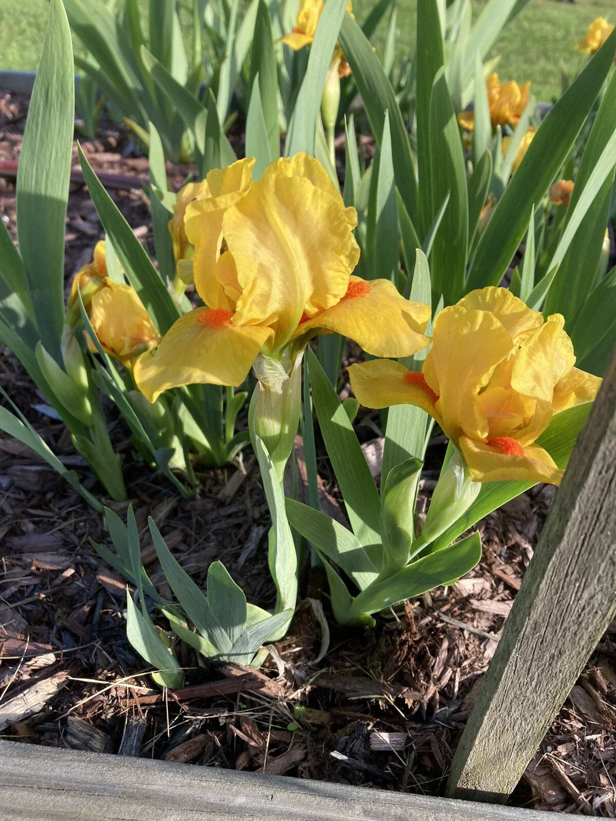 Yellow Orange Bearded Iris Rhizomes 4-Pack | Dwarf 6-10" Tall Early Spring Blooms Deer Resistant