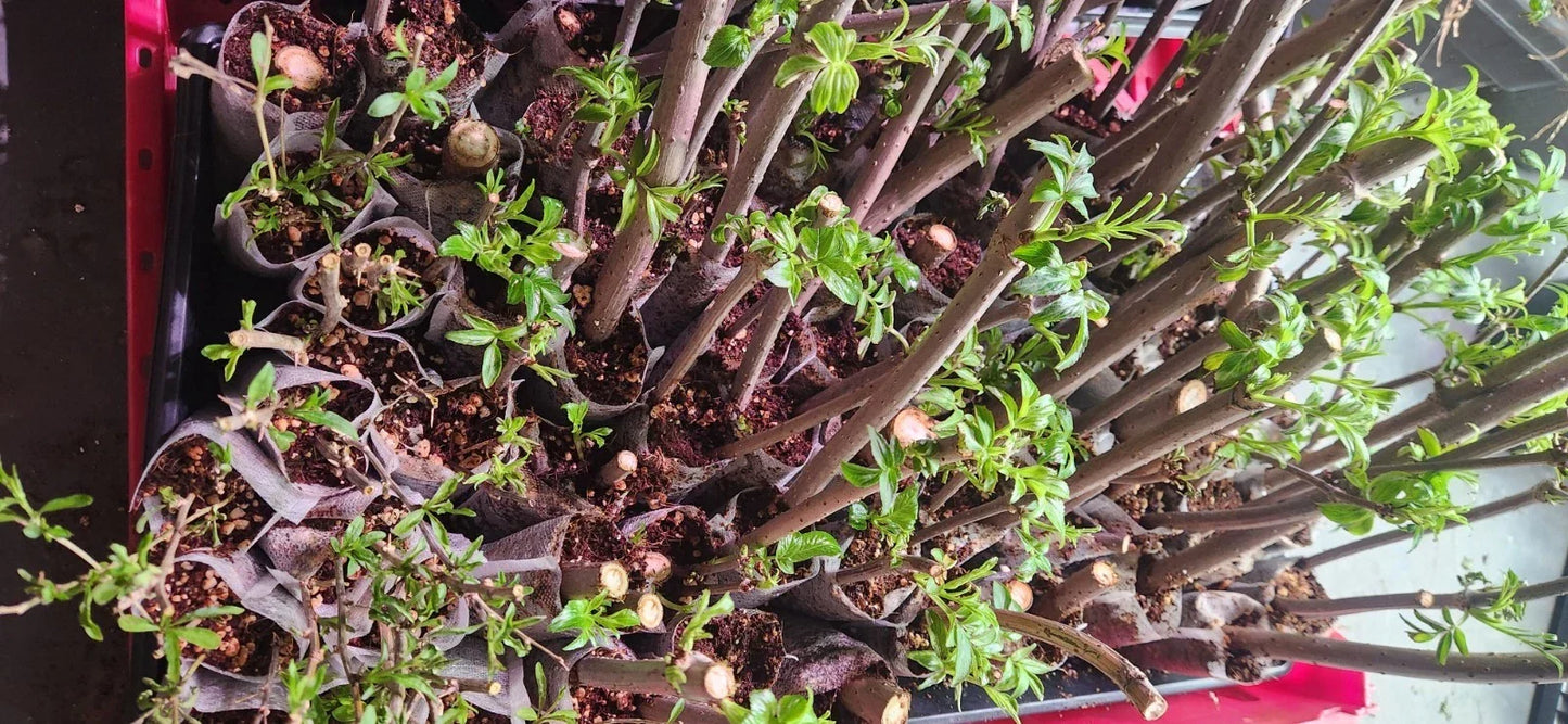 Elderberry Cuttings 10 Unrooted Sambucus Bush Plants - Organic, High-Yield Garden Varieties