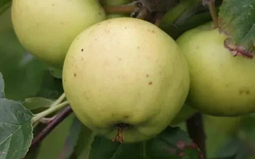 Bulmer's Norman Apple Seeds – Pack of 25+ Malus domestica Fruit Tree Seeds for Home Garden Planting