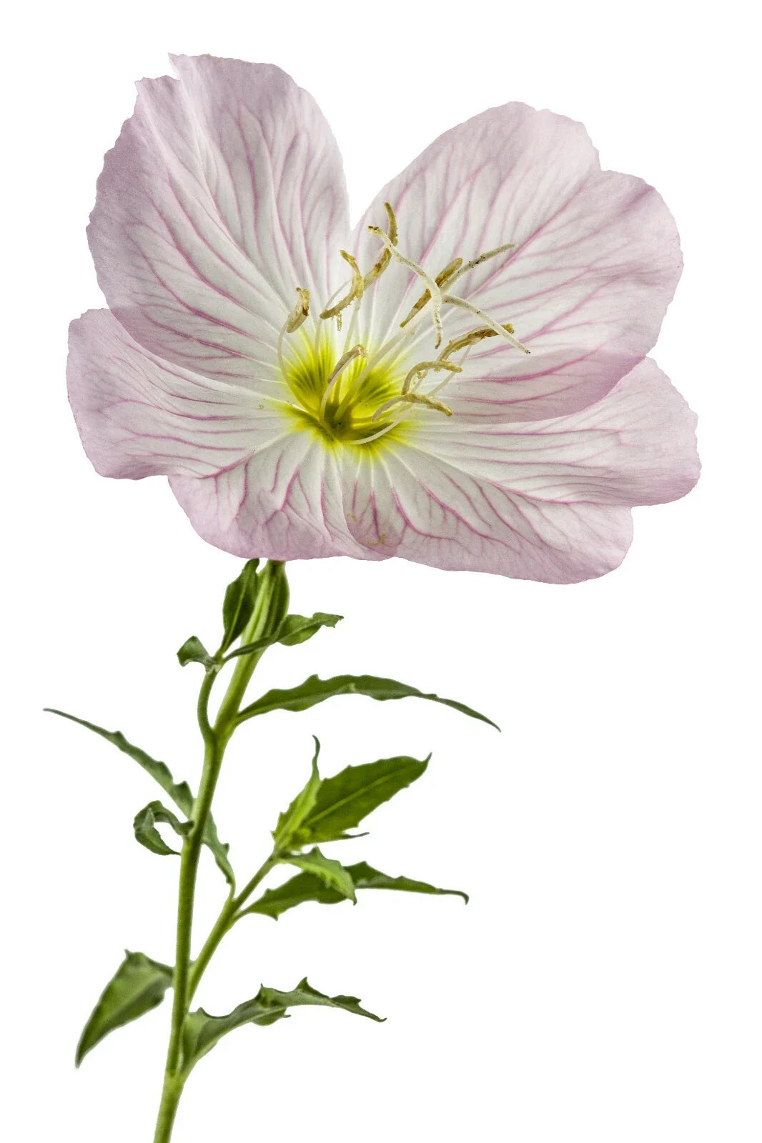 Pink Showy Evening Primrose Seeds | Perennial Herb Flower Seeds | Oenothera speciosa | 1500+ Seeds for Garden, Wildflower, Pollinator Attracting