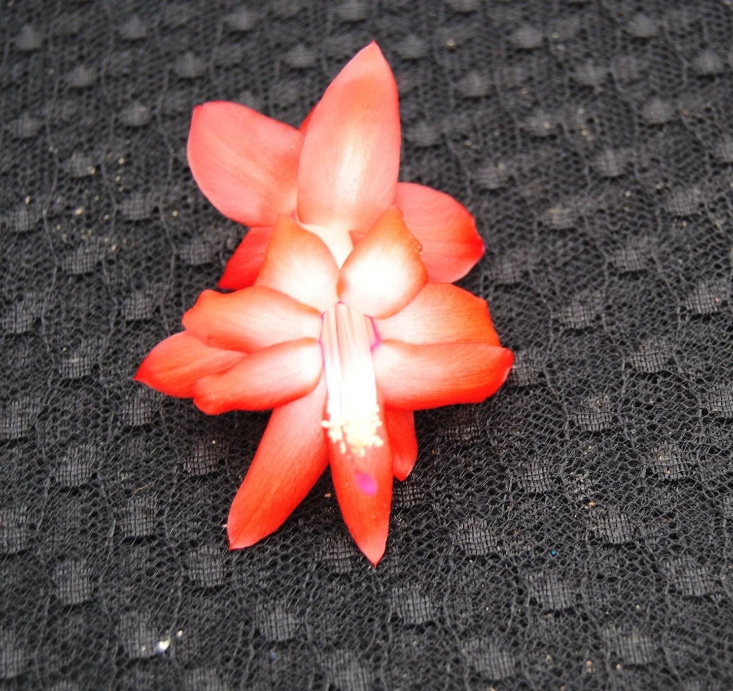 Christmas Cactus Starter Plant - Bristol Flame Schlumbergera Truncata - Small Well-Rooted Holiday Cactus for Indoor Garden