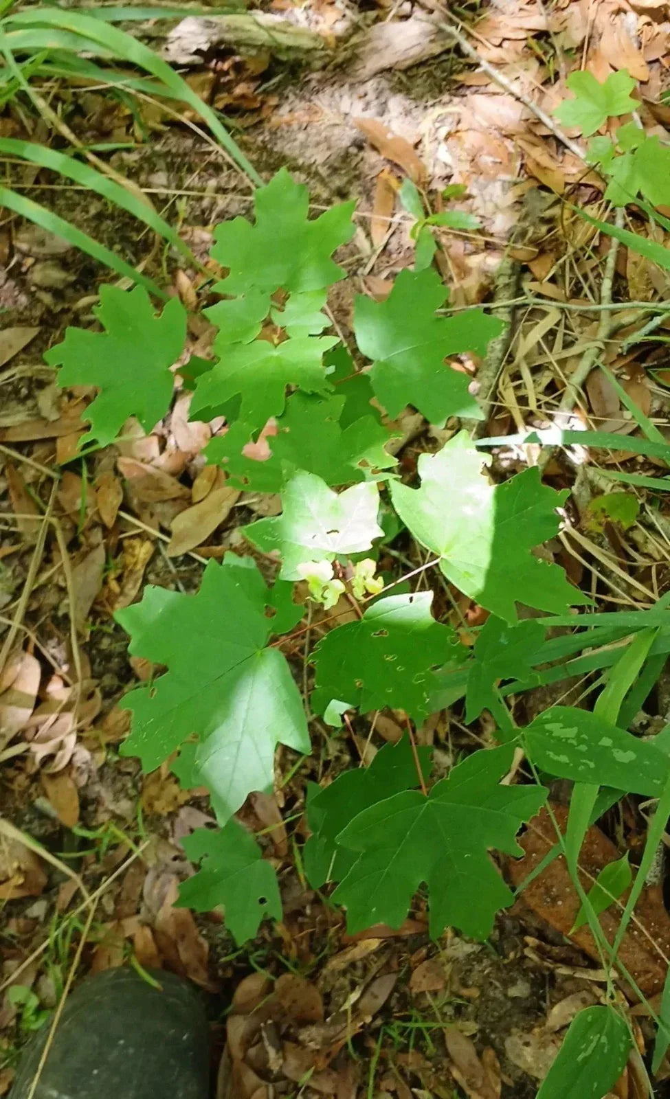 Red Maple Seedlings 1ft 2-Pack - Fast-Growing Acer rubrum Shade Trees from Southern Alabama