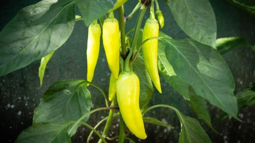 Banana Pepper Seeds 100 Count | Capsicum annuum | Sweet Mild Yellow Peppers