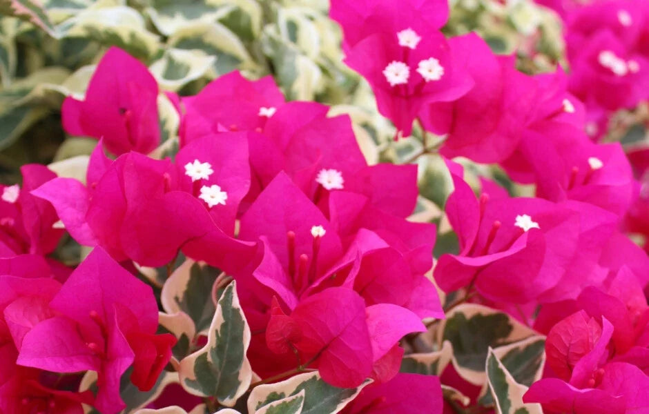 Variegated Raspberry Ice Bougainvillea Starter Plant - Live Plug Bougainvillea spp.