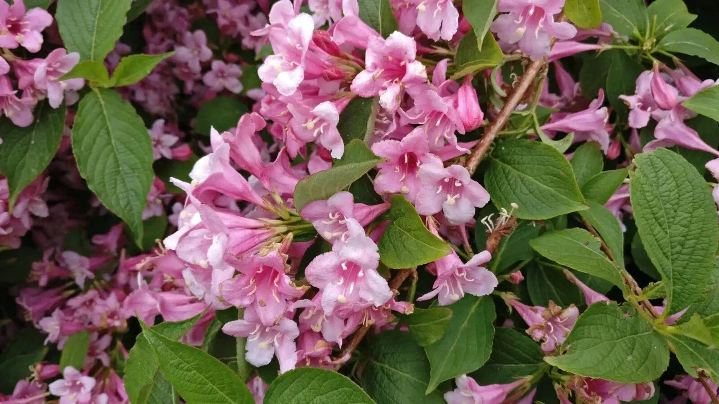 Weigela Florida Live Plant – Variegated Leaves & Pink Flowers – Shrub for Garden Borders & Hedges