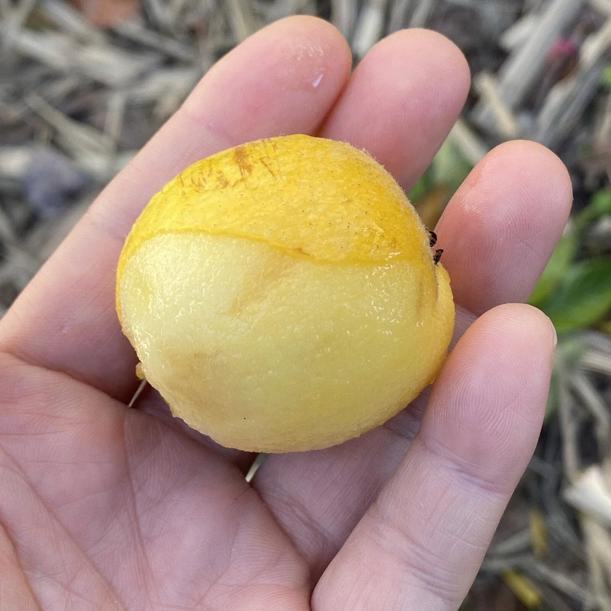 Loquat Scions for Grafting - Tori White Variety - 3 Healthy Cuttings - Eriobotrya japonica
