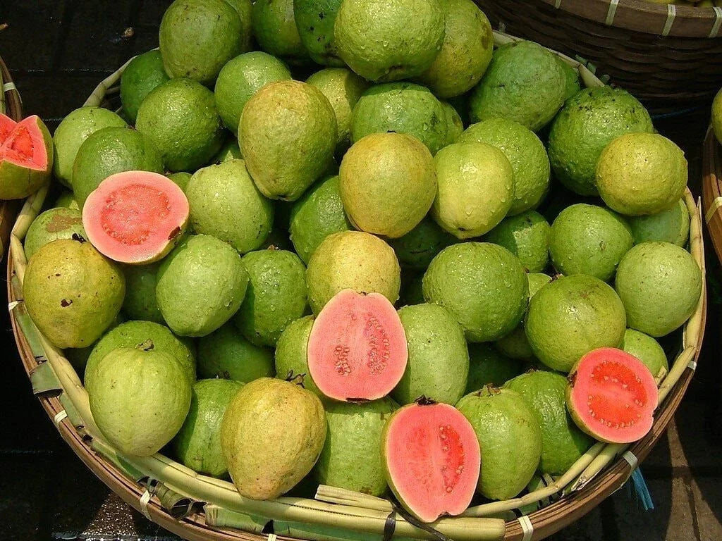 Pink Guava Seeds - Non-GMO Psidium guajava for Home Gardening and Fruit Growing