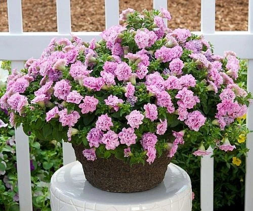 Petunia Plug 1 Doppio Pink Shades Live Plant - Old Fashion Petunia Doppio