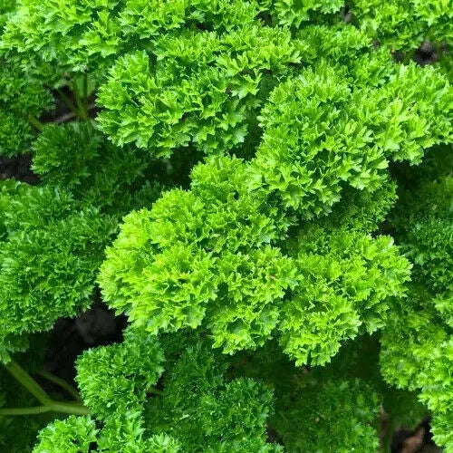 Parsley Seeds 1000+ Moss Curled Herb Garden Biennial Petroselinum crispum Seeds