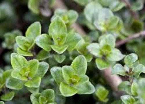 English Thyme Seeds - 100 Seeds | Culinary & Medicinal Herb Thymus vulgaris