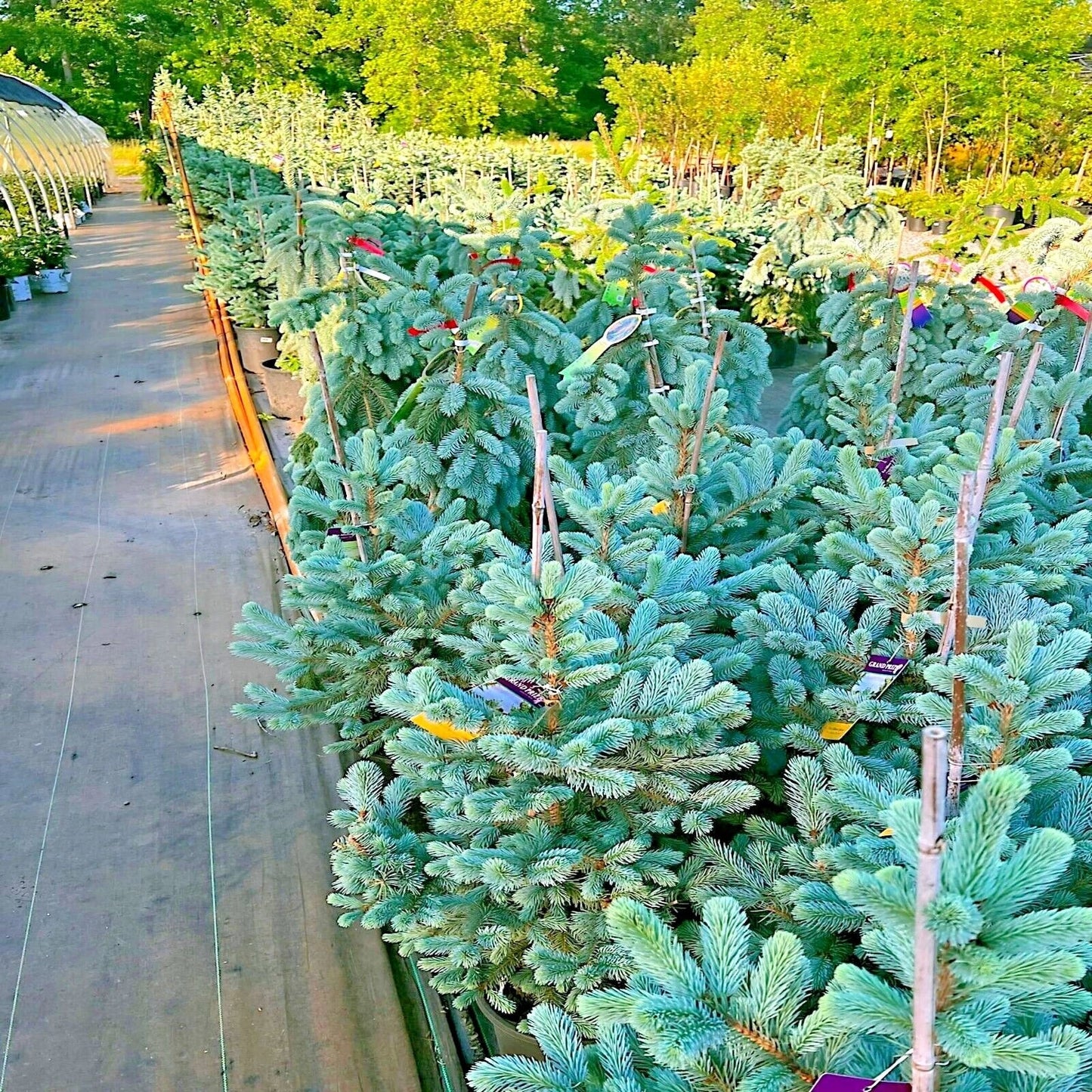 Colorado Blue Spruce Tree Seeds - Picea pungens 'Glauca' - Cold Hardy Bonsai & Landscape Seeds