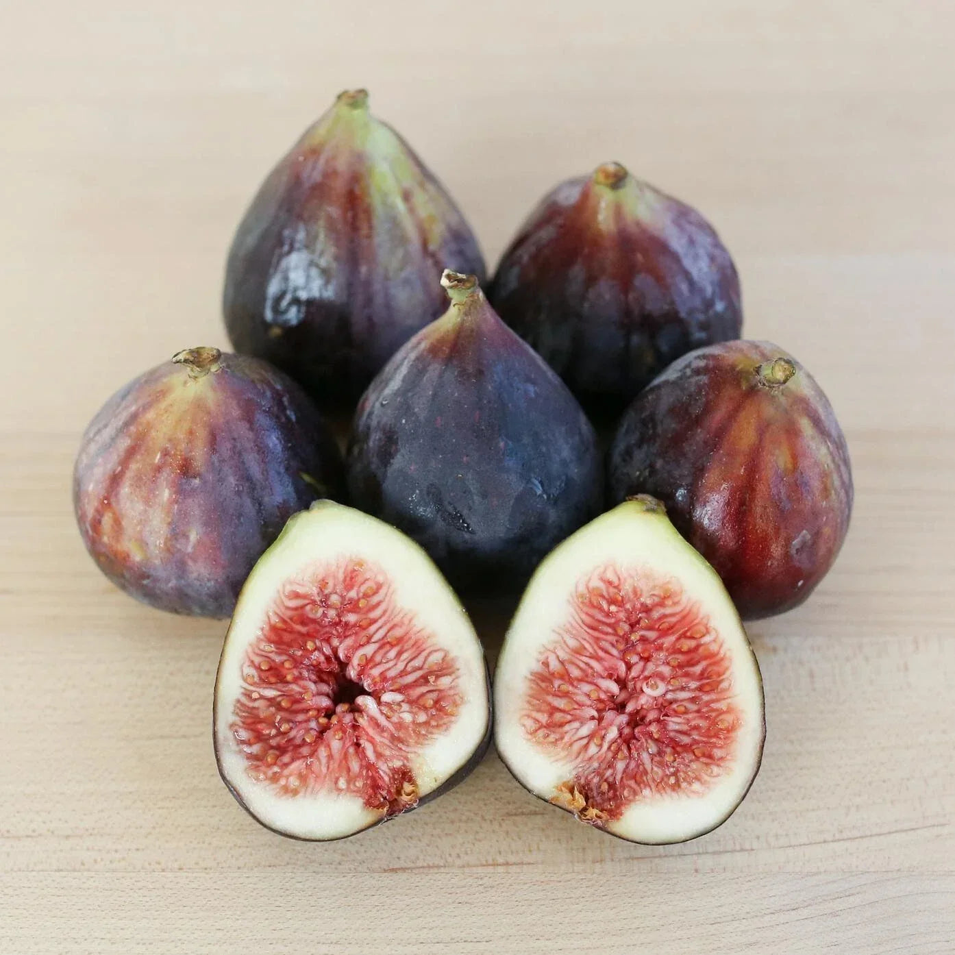 Beer’s Black Fig Live Rooted Starter Plant - Self-Pollinating Ficus carica for Zones 7-10
