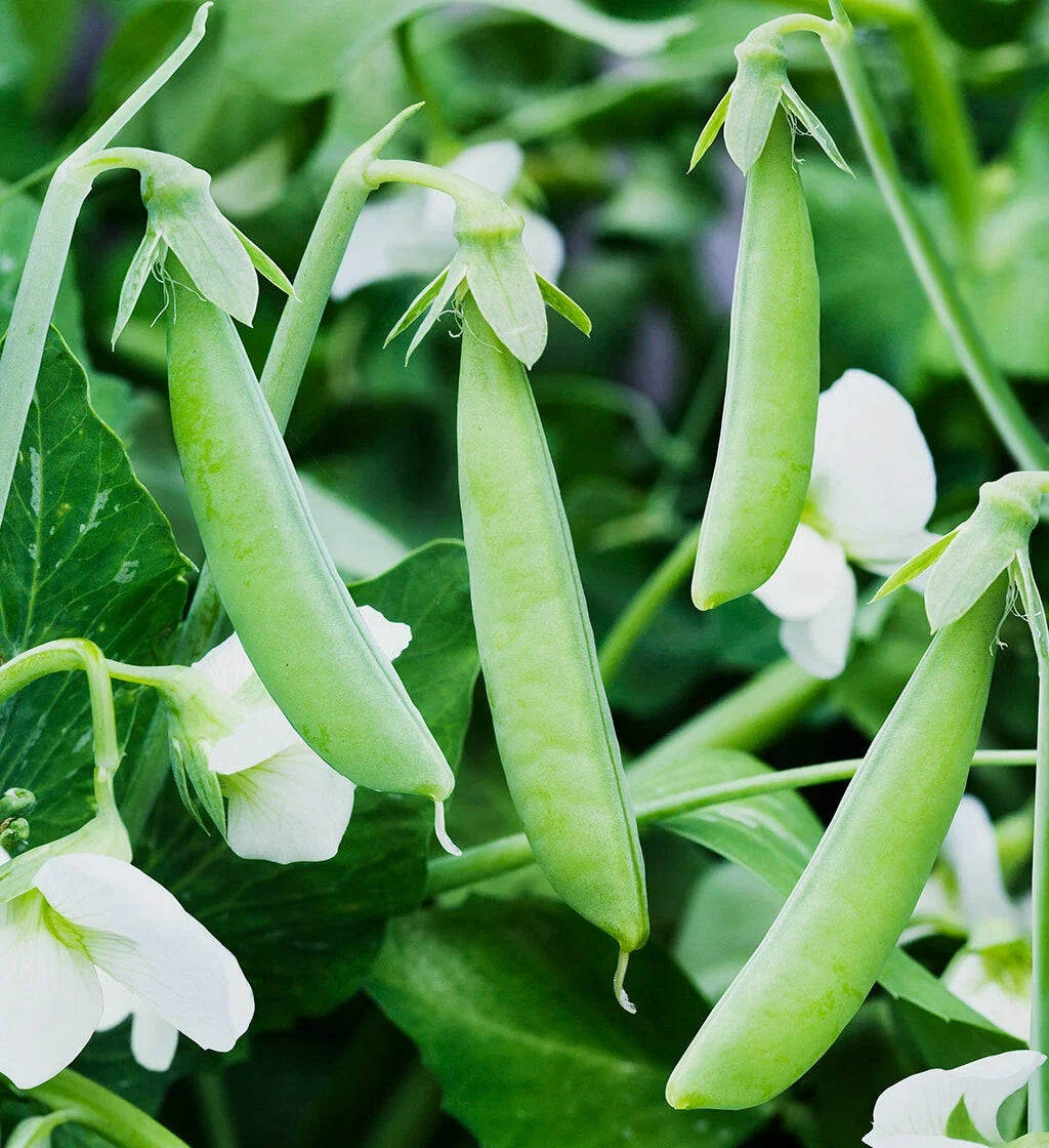 Sugar Ann Snap Pea Seeds - AAS Winner, Dwarf Bush Variety, Pisum sativum, Sweet & Tender, Non-GMO, Easy to Grow, 50 Seeds