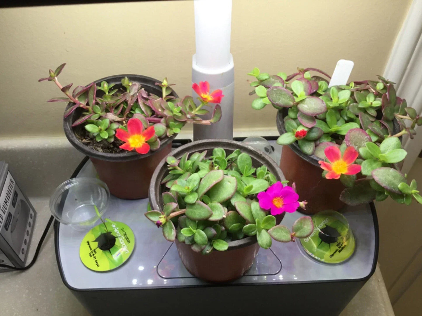 Aerogarden Flower Cuttings 8 Mix Colors - Indoor Winter Garden Rooting Kit