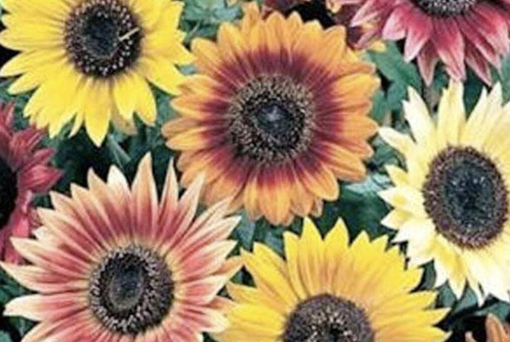 Sunflower Seeds - Autumn Beauty Mix 35 Seeds - Helianthus annuus - Vibrant Autumn Colors for Garden & Cut Flowers