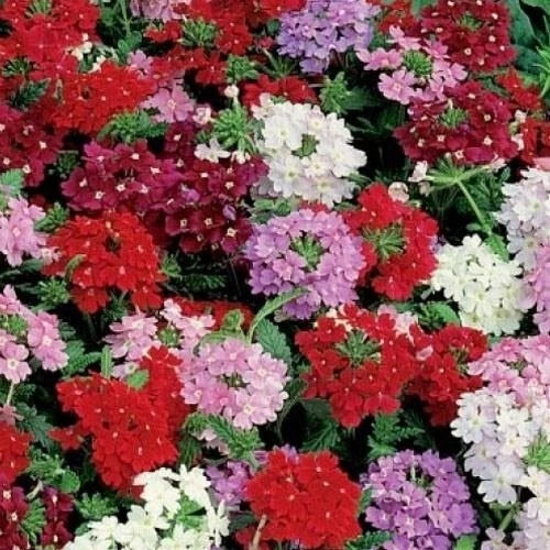 Dwarf Verbena Seed Mix - 6 Color Variety - 500 Non-GMO Seeds - 12" Butterflies Love - Verbena hybrida