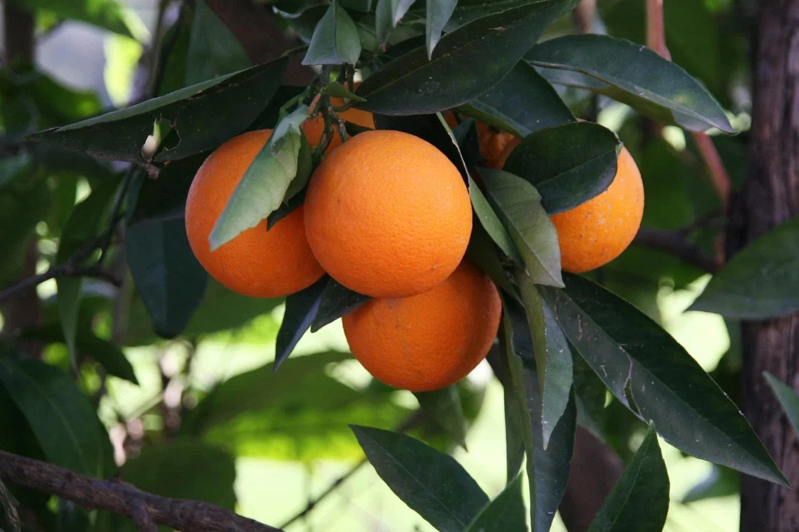 Hardy Orange Bonsai Tree Seeds - Citrus sinensis - Cold Tolerant Citrus Seeds - High Germination Rate - Compact Growth