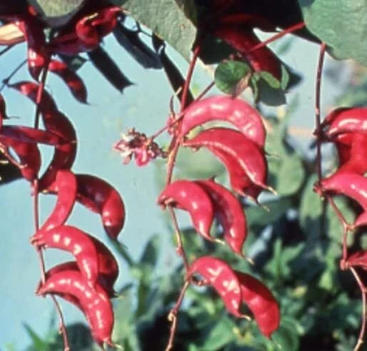 Pink Hyacinth Bean Vine Seeds - Climbing Lablab purpureus with Pink Pods for Gardens & Landscaping, 10 Seeds
