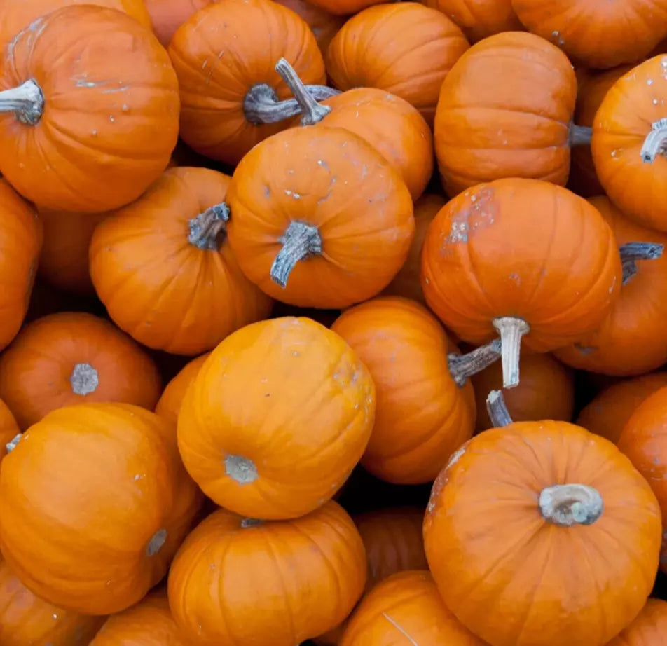 Miniature Pumpkin Seeds Pack for Halloween Decor, Cucurbita pepo, Wee B Little Variety, Garden & Container Growing