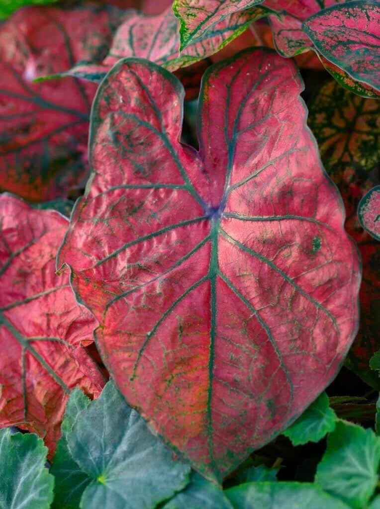 Caladium Bulbs for Planting - Festiva Variety, 6 Bulbs, Colorful Foliage, Caladium bicolor, Shade Garden Plant