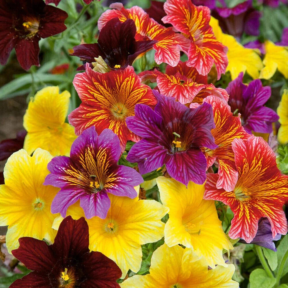 Bulk Flower Seeds - 500+ Salpiglosis grandiflora Paisley Flowers for Garden, Borders & Containers