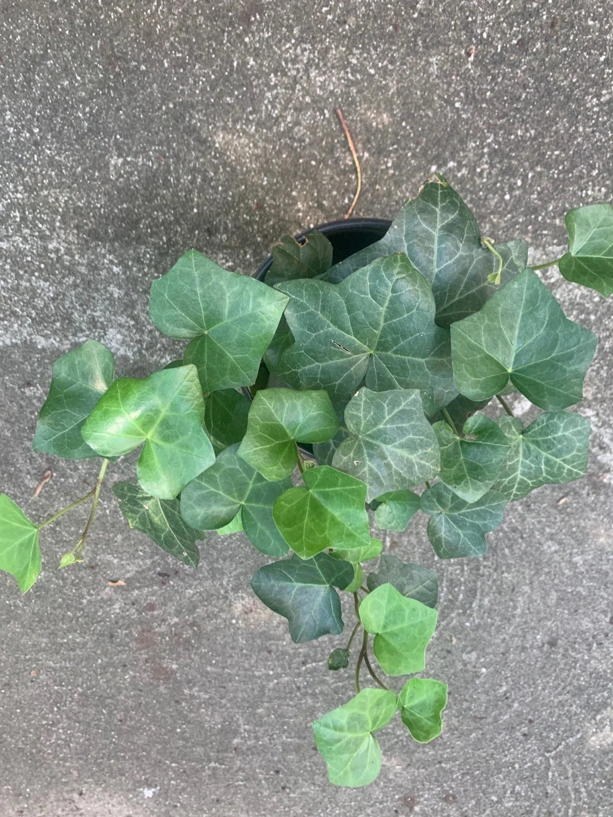 Rooted Indoor Air Plant - English Ivy Green - 6 Inch Pot - Hedera helix - Climbing Vine for Indoor & Outdoor Decor