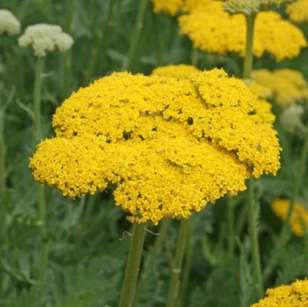 Yarrow Seeds - 1500 Non-GMO Fernleaf Gold Perennial Flowers - Achillea millefolium