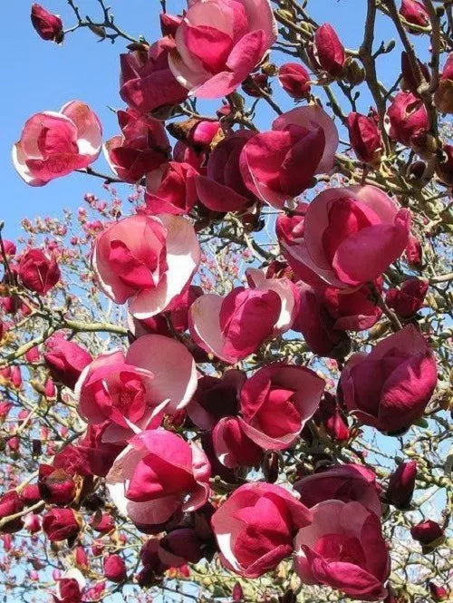 Alexandra Magnolia Seeds - 5 Pack, Fragrant Pink to White Flowers, Magnolia x soulangeana 'Alexandra' Seeds for Garden Planting