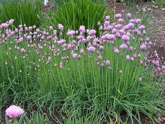 Chive Herb Seeds - 100 Count, Gourmet Flavor, Allium schoenoprasum, Culinary Herb, Perennial, Easy to Grow