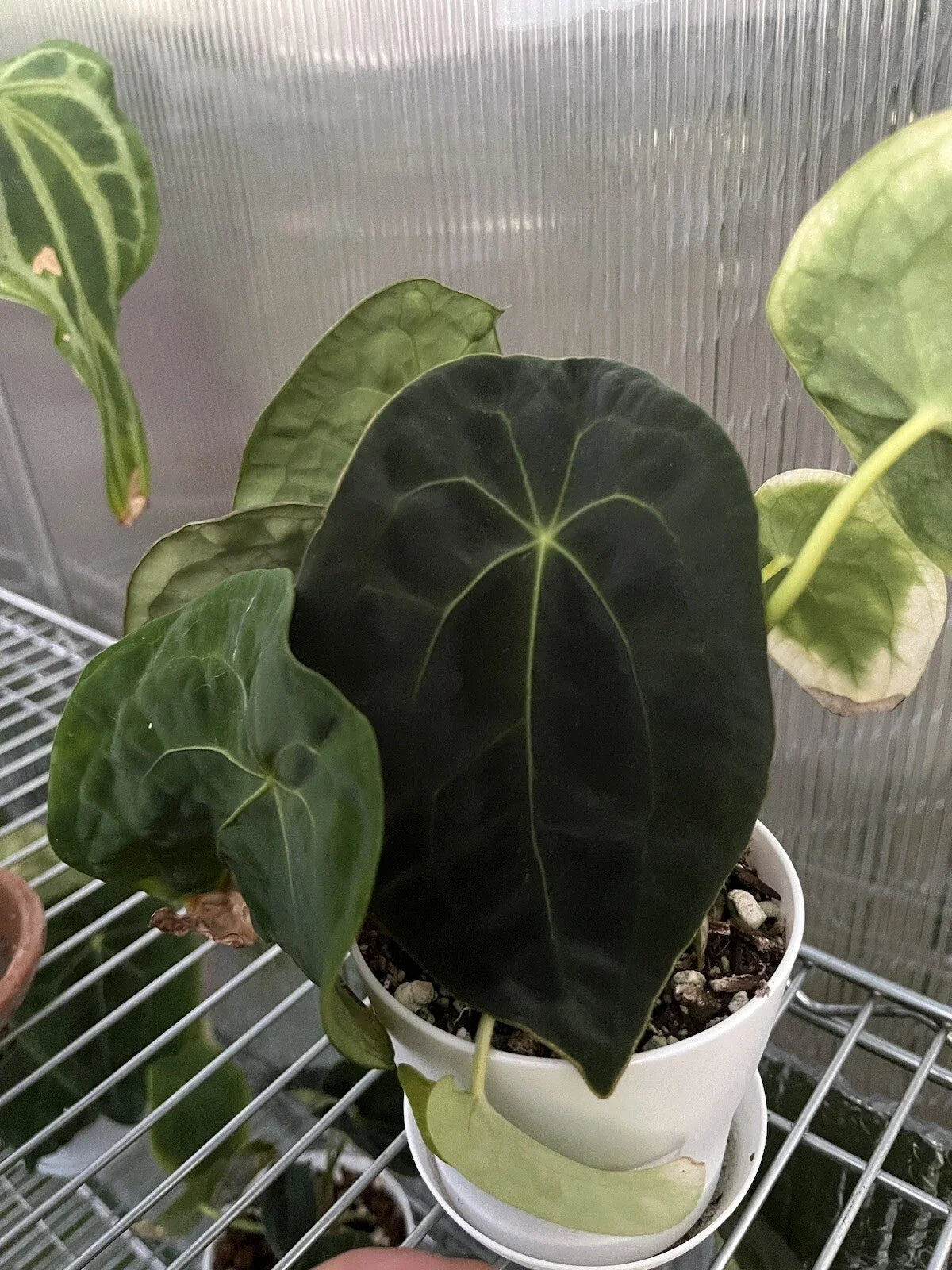 Anthurium Forgetii Dark Form Plant - Tropical Indoor Foliage, Heart-Shaped Dark Green Leaves, Live Plant, Araceae
