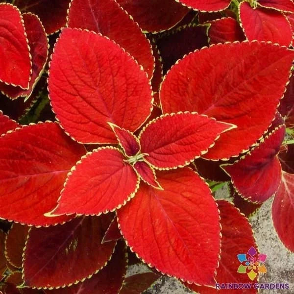 Red Coleus Seeds – 25+ Solenostemon scutellarioides for Garden Beds, Containers, Bright Foliage, Easy to Grow