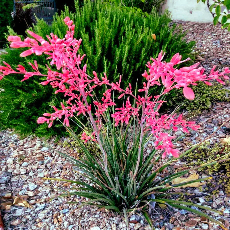 25 Red Yucca Seeds - Hesperaloe parviflora - Drought-Tolerant Perennial Flower Plant