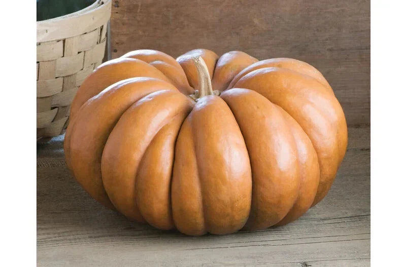 Musquee De Provence Pumpkin Seeds - 10 Organic Heirloom Seeds USA