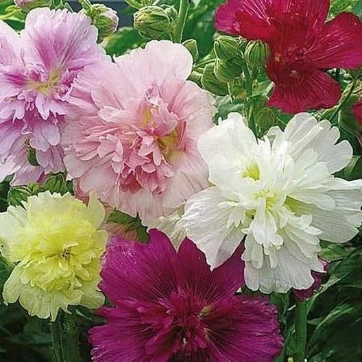 Hollyhock Seeds - SUMMER CARNIVAL Mixed Colors - 50 Biennial Alcea rosea Seeds