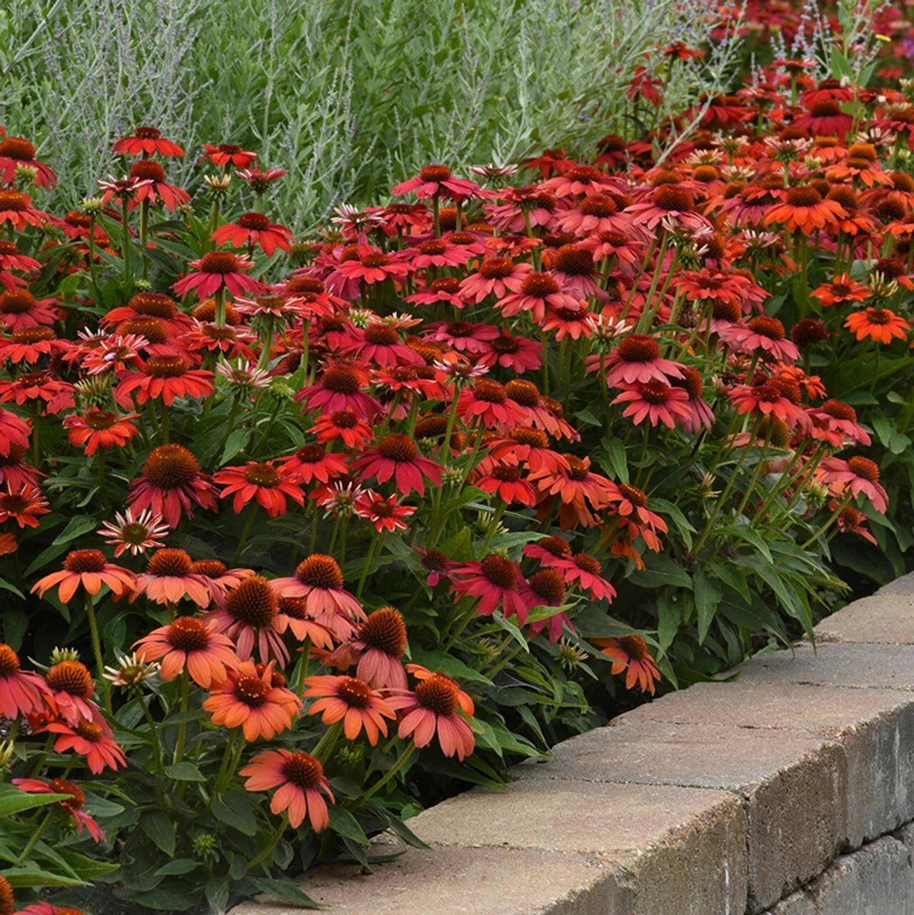 Red Ombre Coneflower Seeds - Echinacea purpurea Perennial Flower Seeds for Garden Planting, Attracts Pollinators