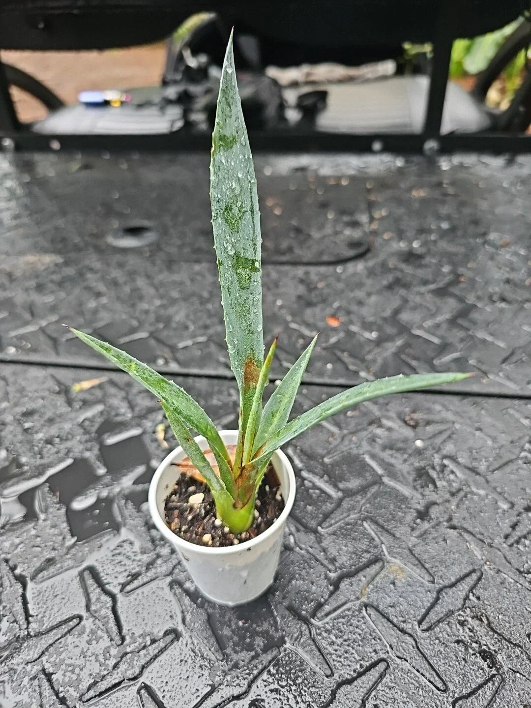 Agave Decipiens False Sisal Succulent 2 Inch Pot Drought-Tolerant Indoor Plant