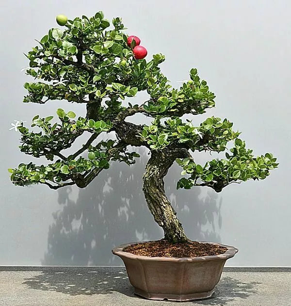 Plum Fruit Bonsai Tree Seeds - 15 Pack - Prunus Americana - Miniature Indoor/Outdoor Bonsai Seedlings