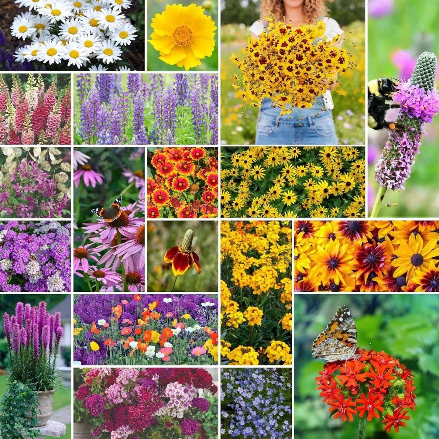 All Perennial Wildflower Mixed Seeds 1/4 lb - 120,000+ Native Wildflower Seeds for Pollinators