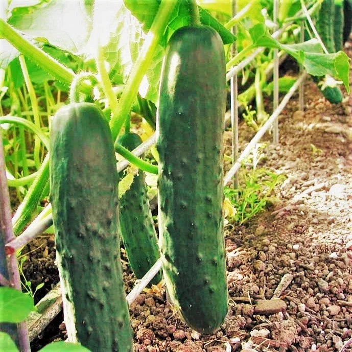 Cucumber Seeds - Marketmore 76 Variety - Dark Green Straight Cucumis sativus for Home Garden & Planting