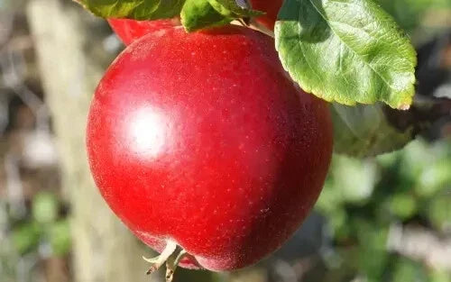 Red Devil Apple Seeds - Pack of 25+ Malus domestica 'Red Devil' for Home Garden Planting, Non-GMO, USA Grown