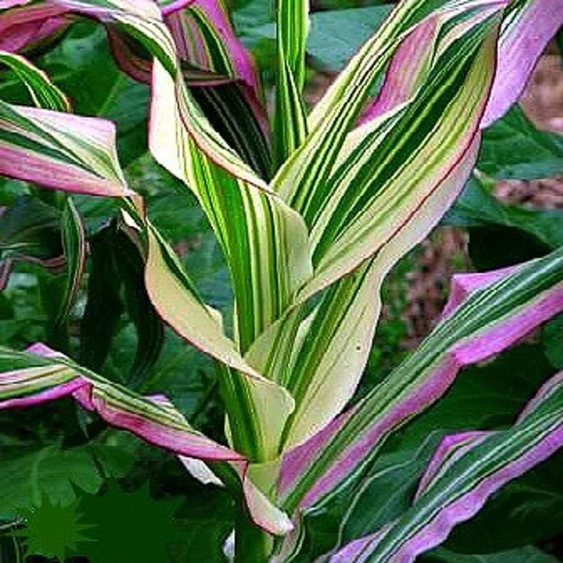 Candy Striped Corn Seeds - Non-GMO Sweet Corn Pack of 20 for Planting