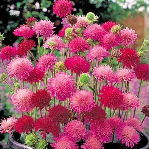 Knautia Pincushion Flowers Seeds, 118 Mixed, Red Pink Lavender, Easy to Grow, Attracts Pollinators, Knautia macedonica