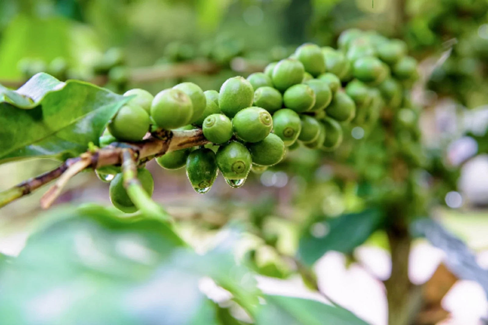 Dwarf Arabica Coffee Plant Seeds - 10 Pack | Coffea catura Indoor Coffee Tree Seeds for Home Gardening