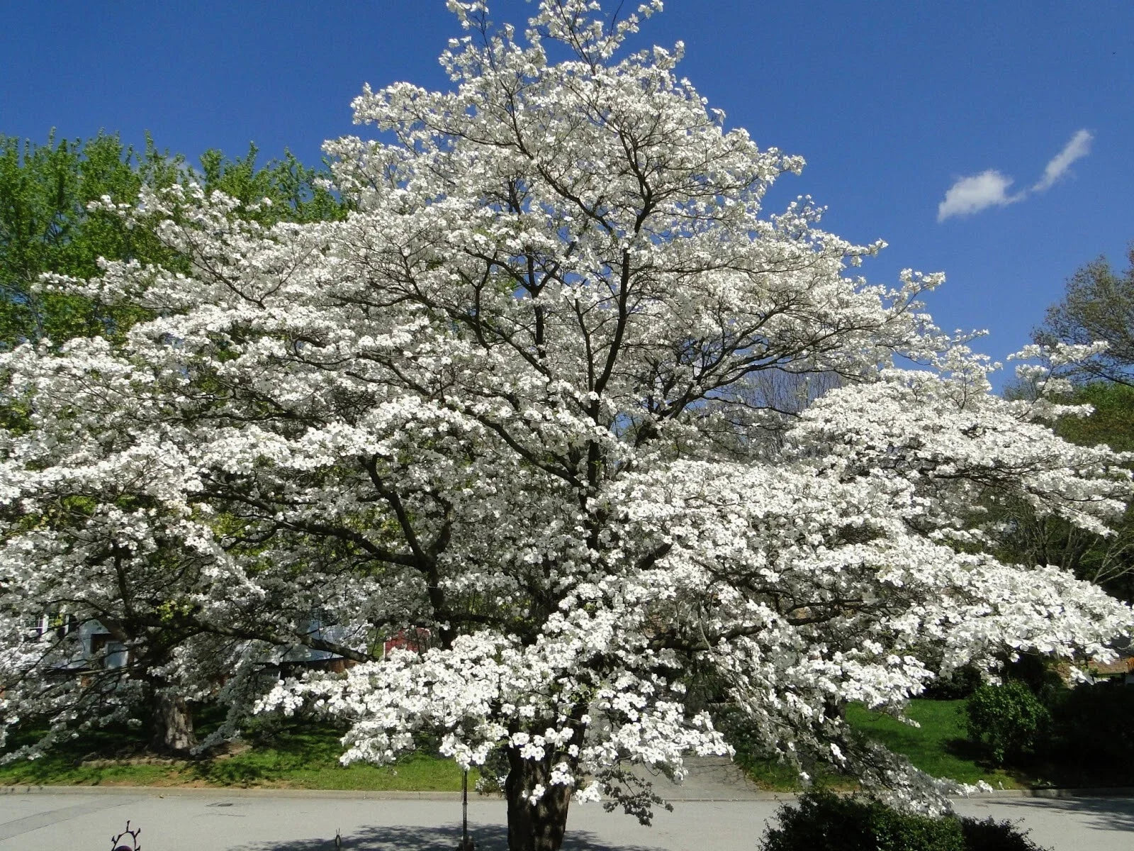 Flowering Dogwood Tree Live Plant Set of 2 | Cornus florida Bare Root | 12-18 Inches | Hardy Zones 5-9