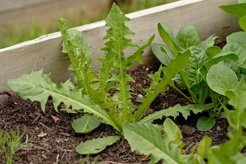 Italian Dandelion Seeds - Bulk 500 - Edible Salad Garnish - Taraxacum officinale Herbaceous Perennial
