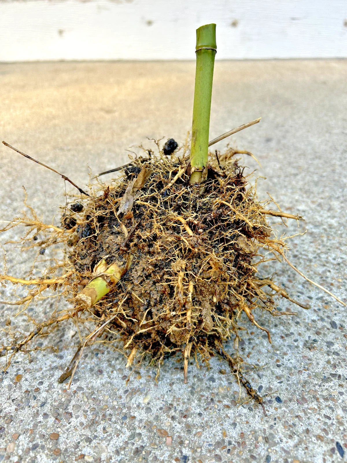 Live Seabreeze Bamboo Root 5 in - Bambusa vulgaris for Privacy Screens